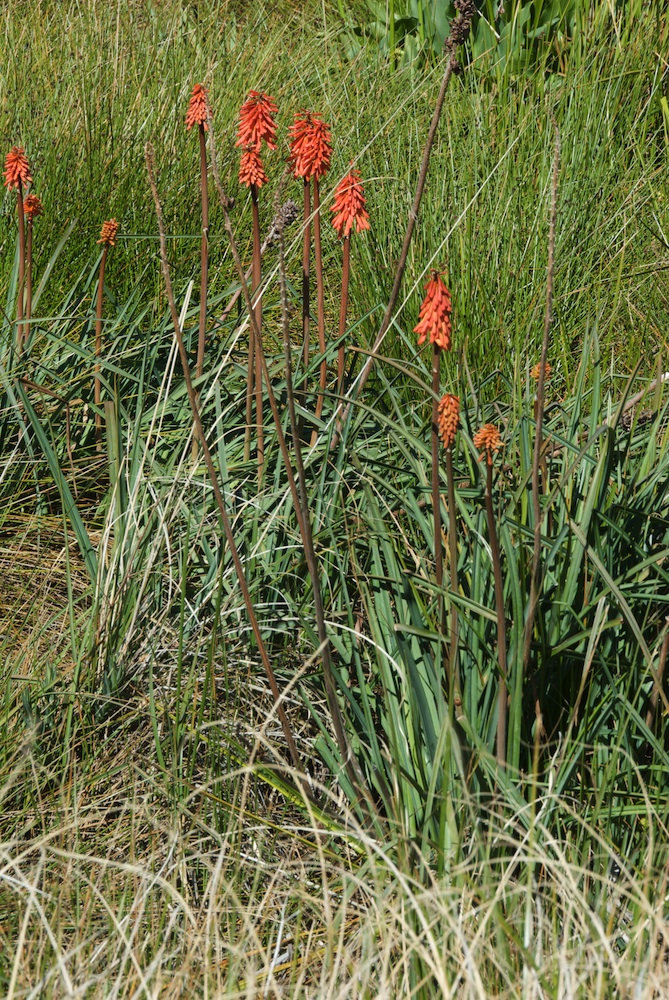 Asphodelaceae Kniphofia uvaria