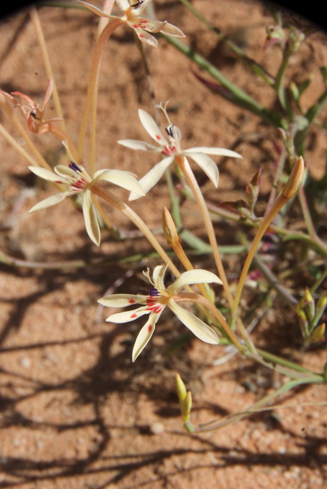 Iridaceae Lapeirousia anceps