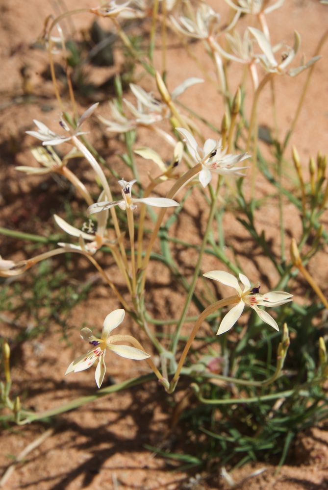 Iridaceae Lapeirousia anceps