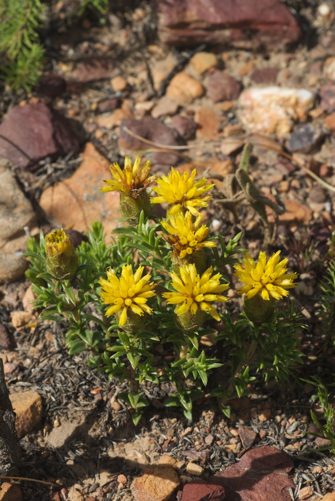 Asteraceae Pteronia hutinsoniana