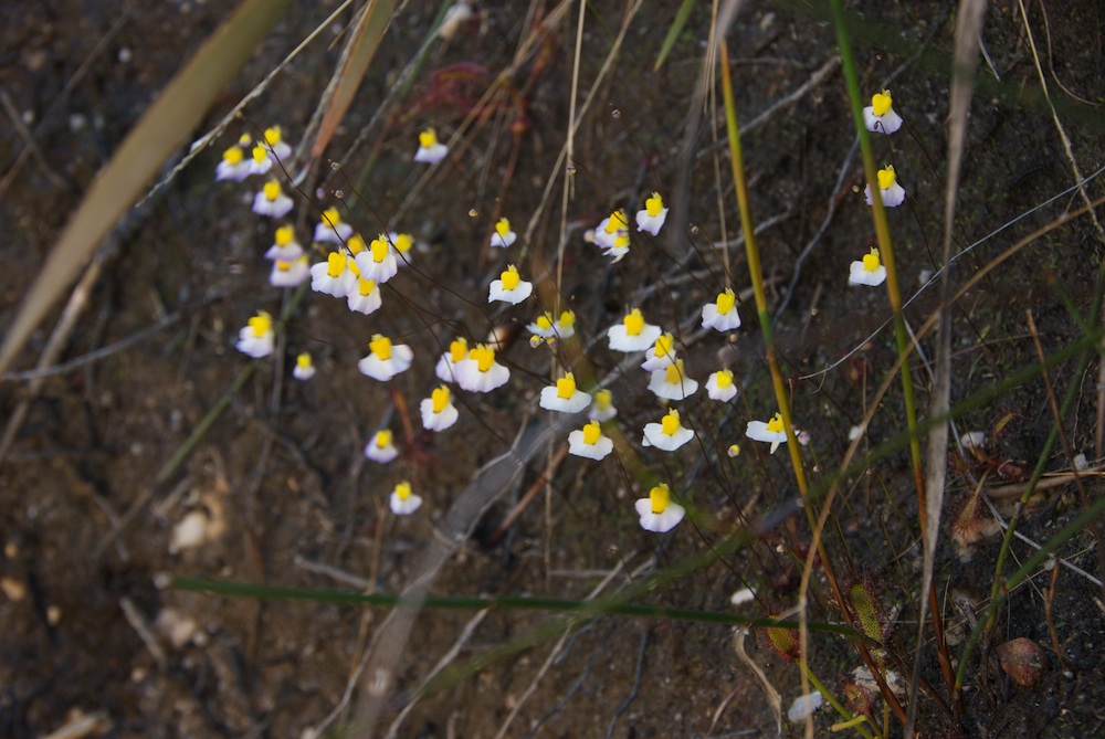 Lentibulariaceae Utricularia bisquamata