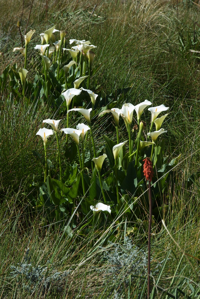 Araceae Zantedeschia aethiopica