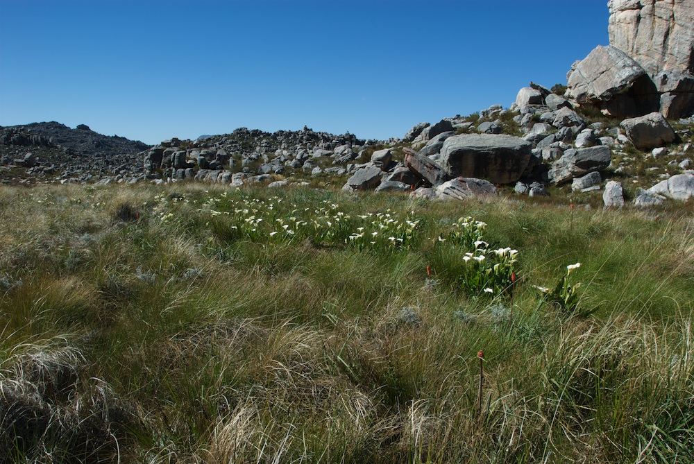Araceae Zantedeschia aethiopica