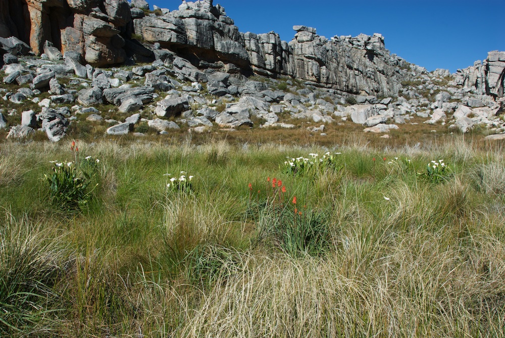 Araceae Zantedeschia aethiopica