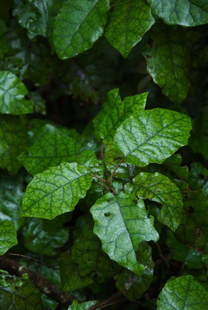 Asteraceae Brachyglottis repanda