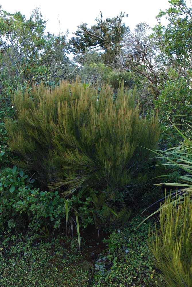 Ericaceae Dracophyllum filifolium