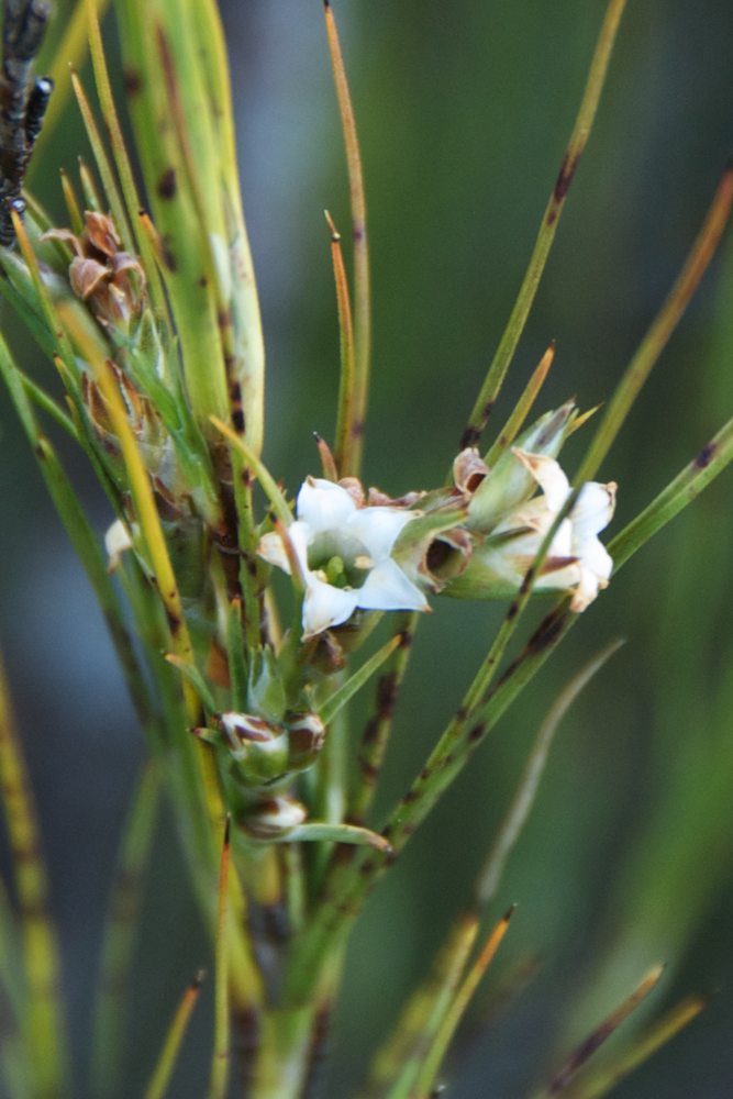 Ericaceae Dracophyllum filifolium