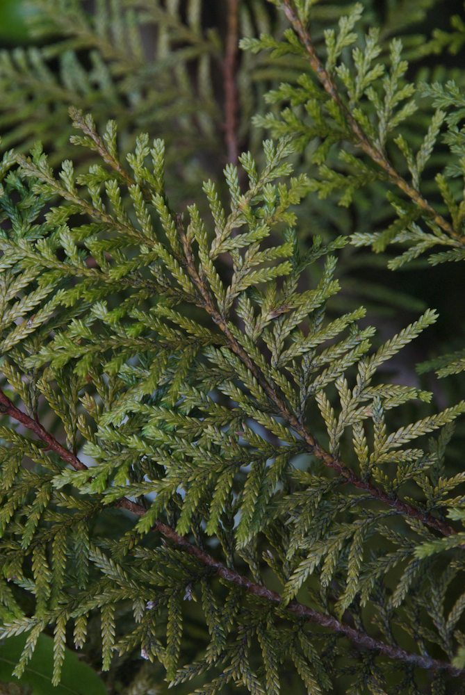 Cupressaceae Libocedrus bidwillii