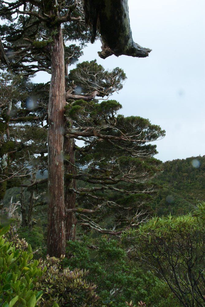 Cupressaceae Libocedrus bidwillii