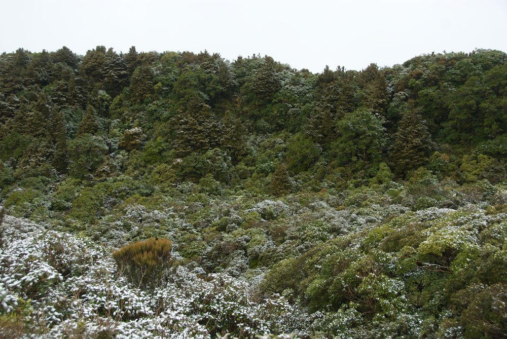 Cupressaceae Libocedrus bidwillii