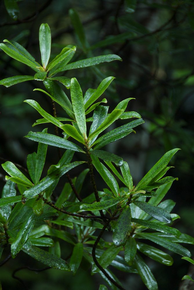 Primulaceae Myrsine salicina