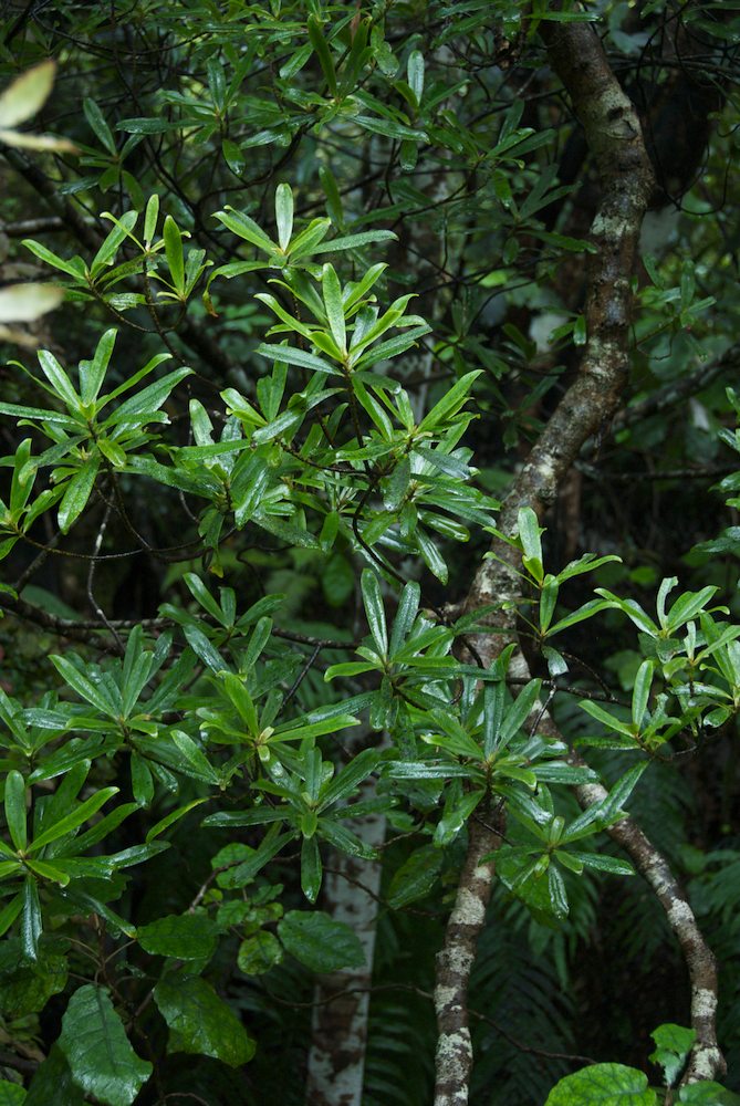 Primulaceae Myrsine salicina