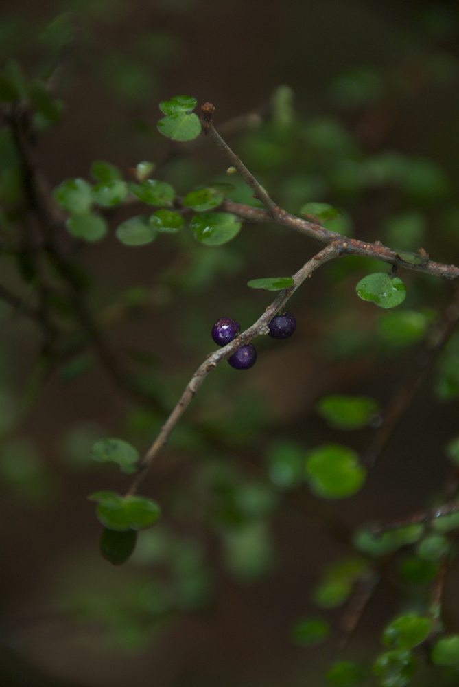 Primulaceae Myrsine divaricata