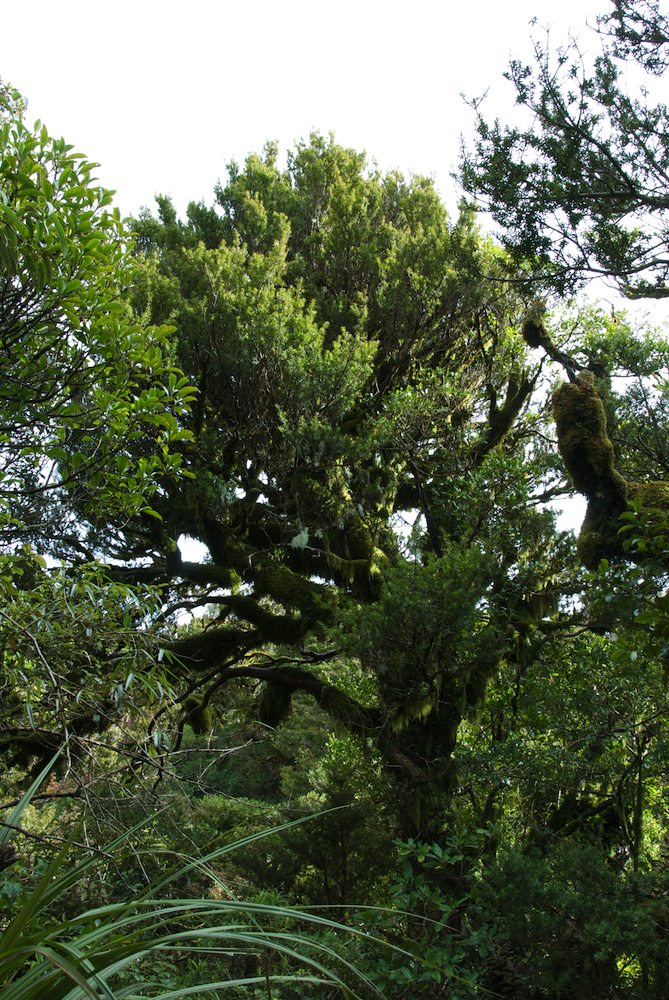 Podocarpaceae Podocarpus hallii