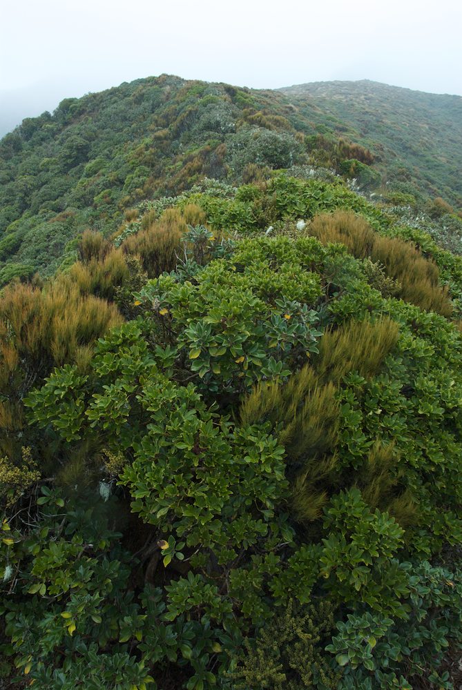 Ericaceae Dracophyllum filifolium