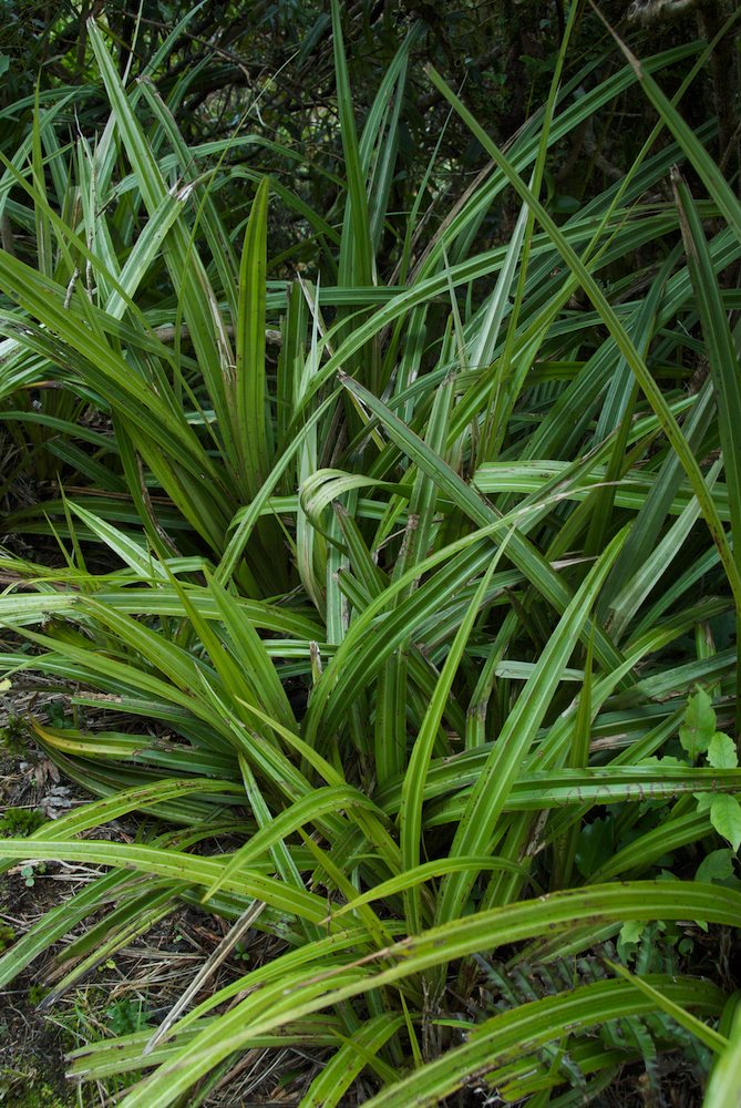 Asteliaceae Astelia fragrans