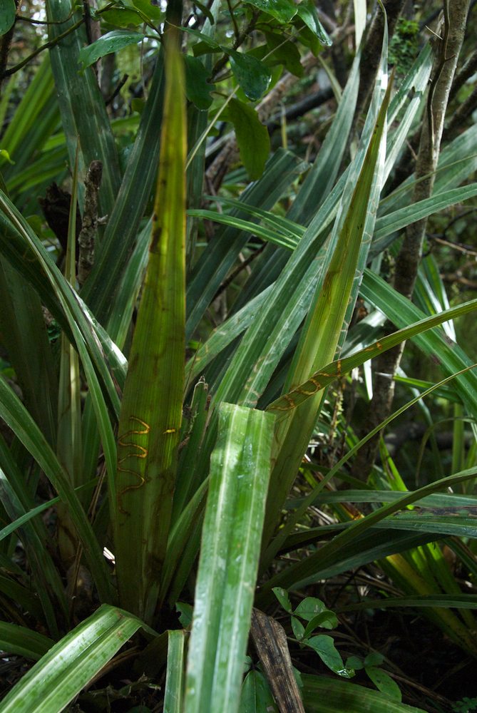 Asteliaceae Astelia fragrans