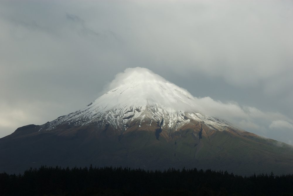 Poaceae Chionochloa rubra