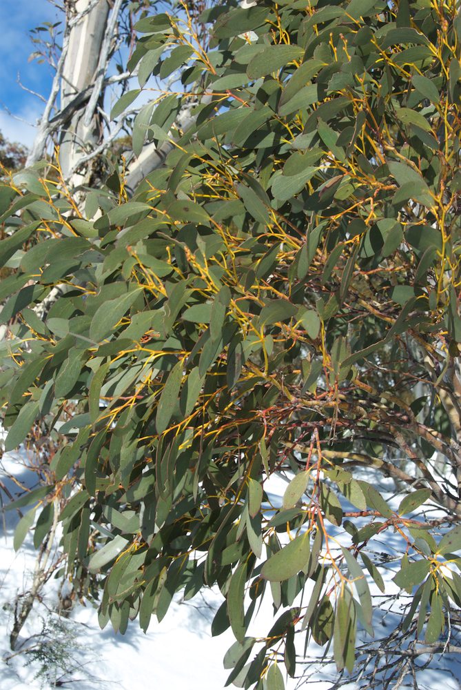 Myrtaceae Eucalyptus pauciflora