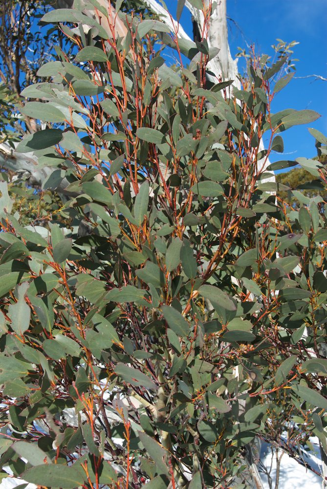 Myrtaceae Eucalyptus pauciflora