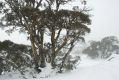 image of Eucalyptus pauciflora