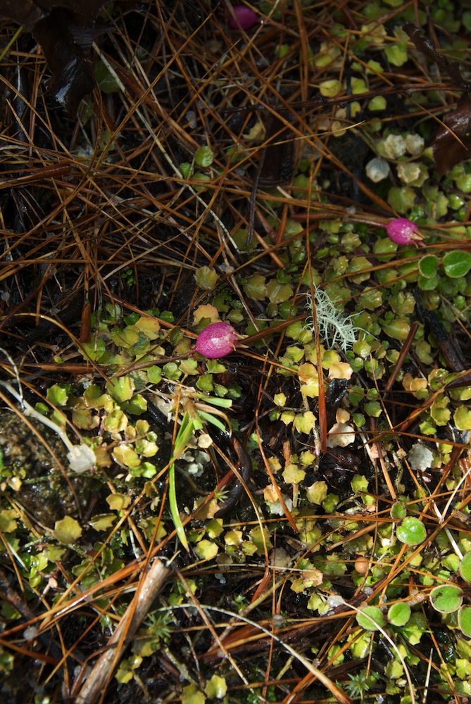 Campanulaceae Lobelia angulata