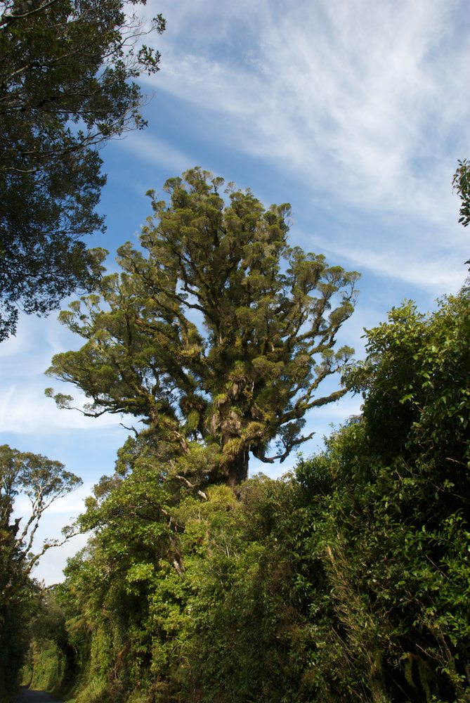 Myrtaceae Metrosideros robusta