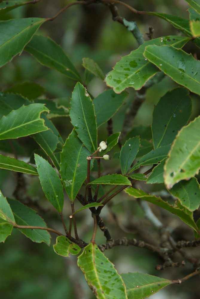 Araliaceae Pseudopanax simplex