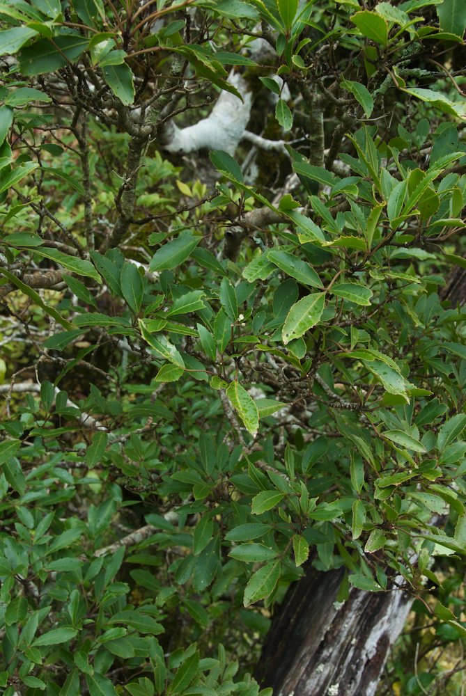 Araliaceae Pseudopanax simplex