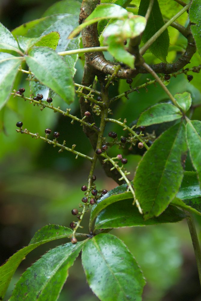 Araliaceae Schefflera digitata