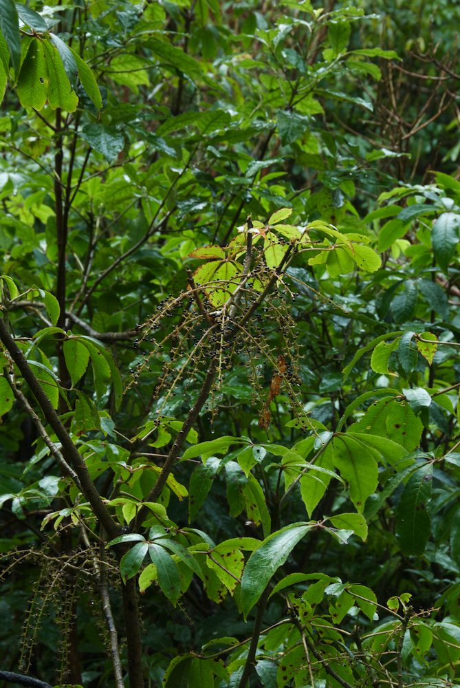 Araliaceae Schefflera digitata