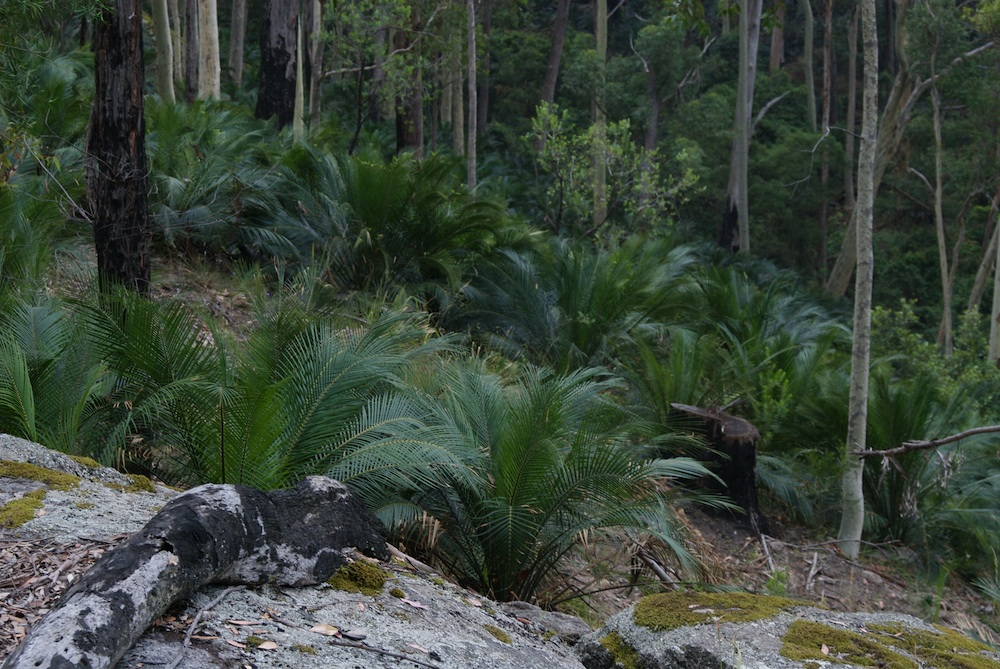 Zamiaceae Macrozamia communis