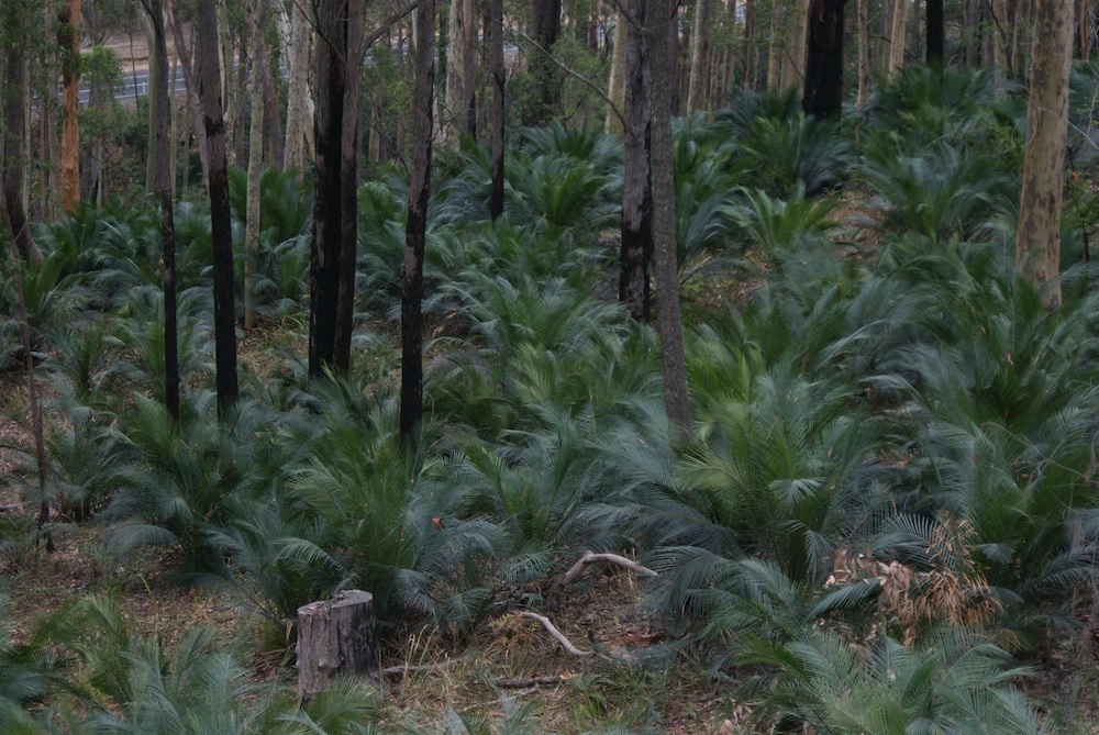 Zamiaceae Macrozamia communis