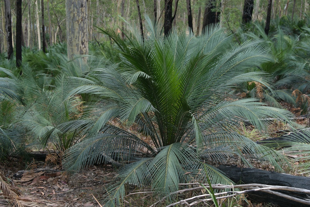 Zamiaceae Macrozamia communis