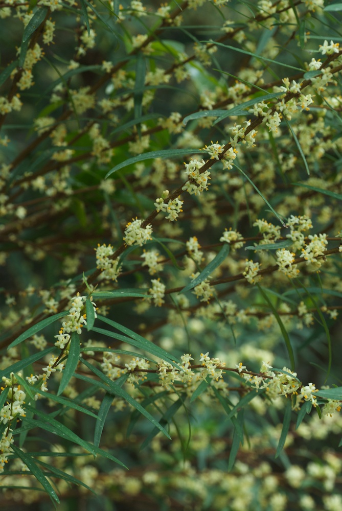 Thymelaeaceae Pimelea axiflora