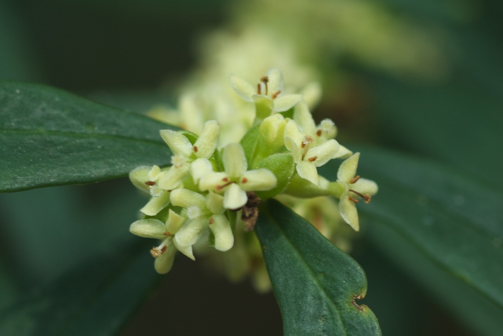 Thymelaeaceae Pimelea axiflora