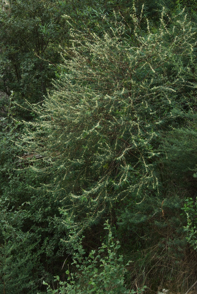 Thymelaeaceae Pimelea axiflora