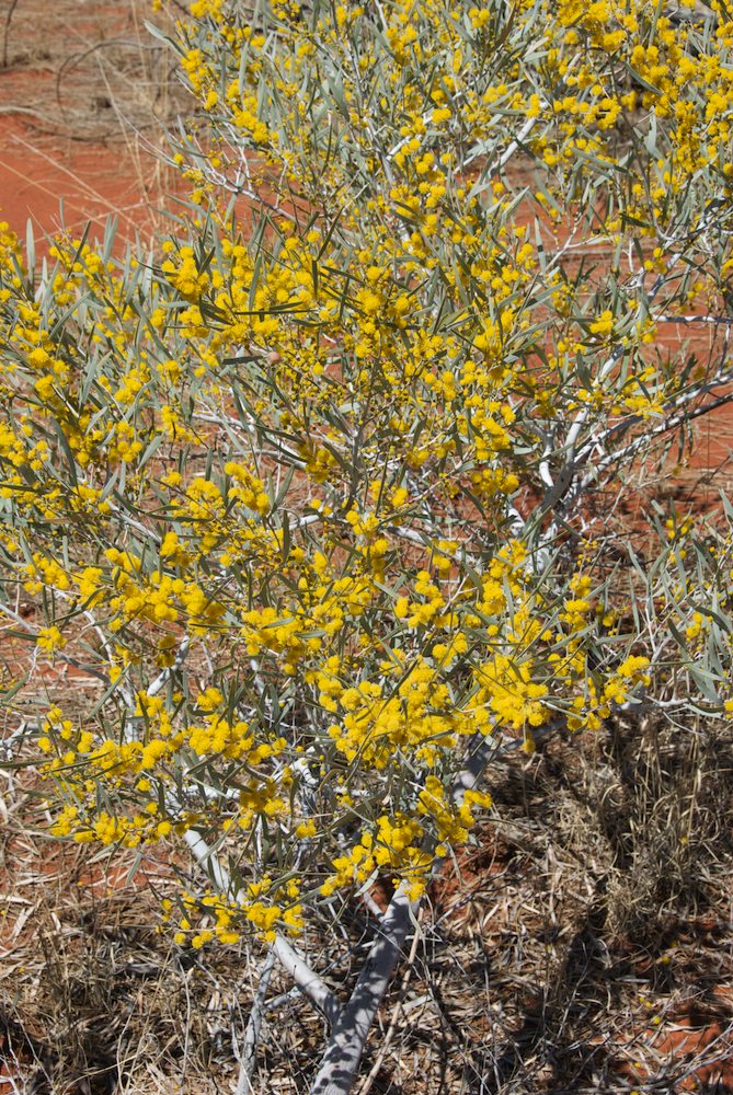 Fabaceae Acacia murrayana