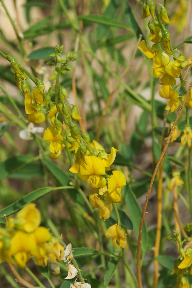 Fabaceae Crotalaria eremaea