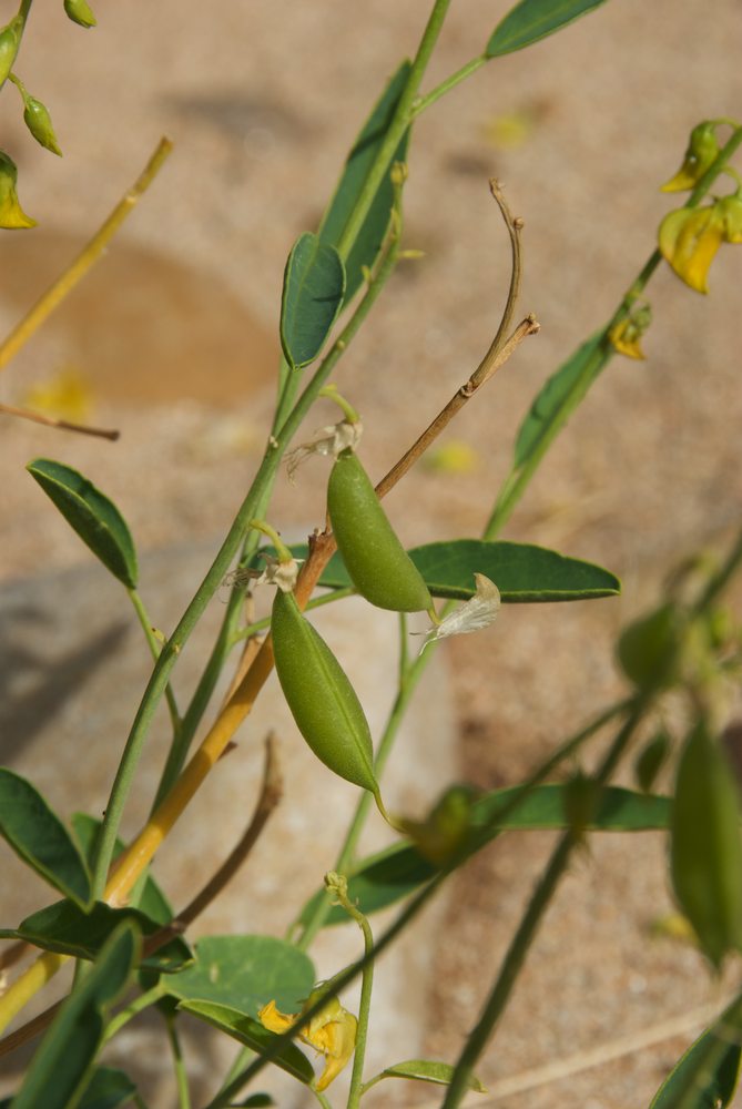 Fabaceae Crotalaria eremaea