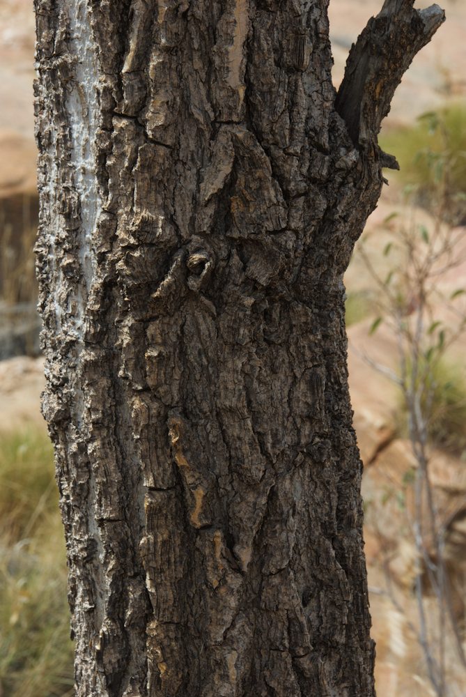 Fabaceae Erythrina vespertilio