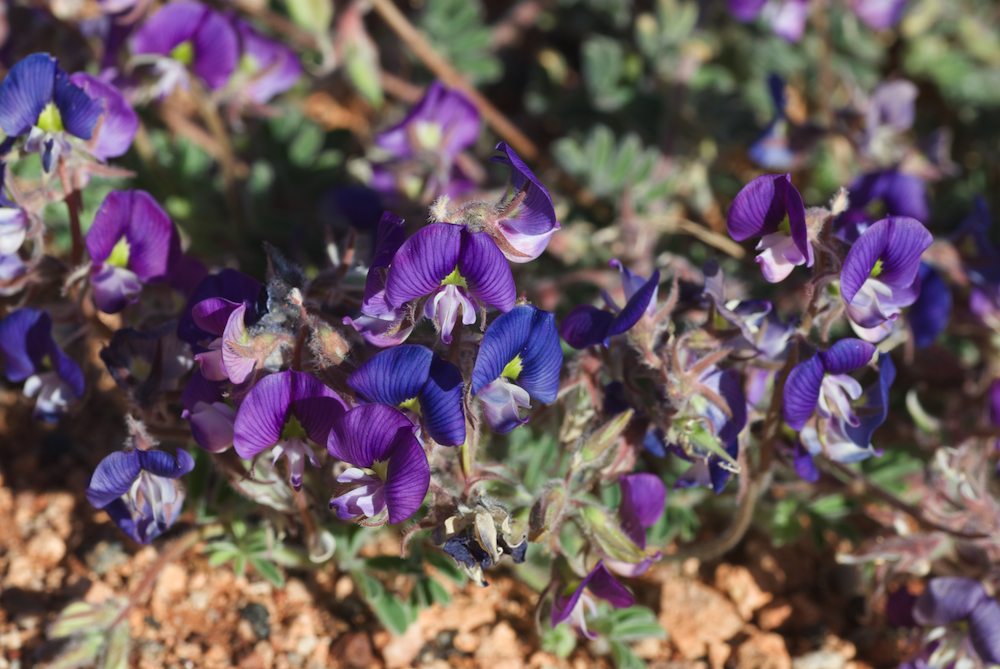 Fabaceae Swainsona burkei