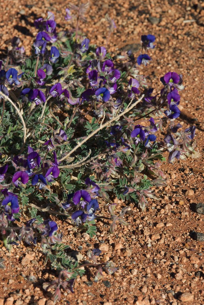 Fabaceae Swainsona burkei