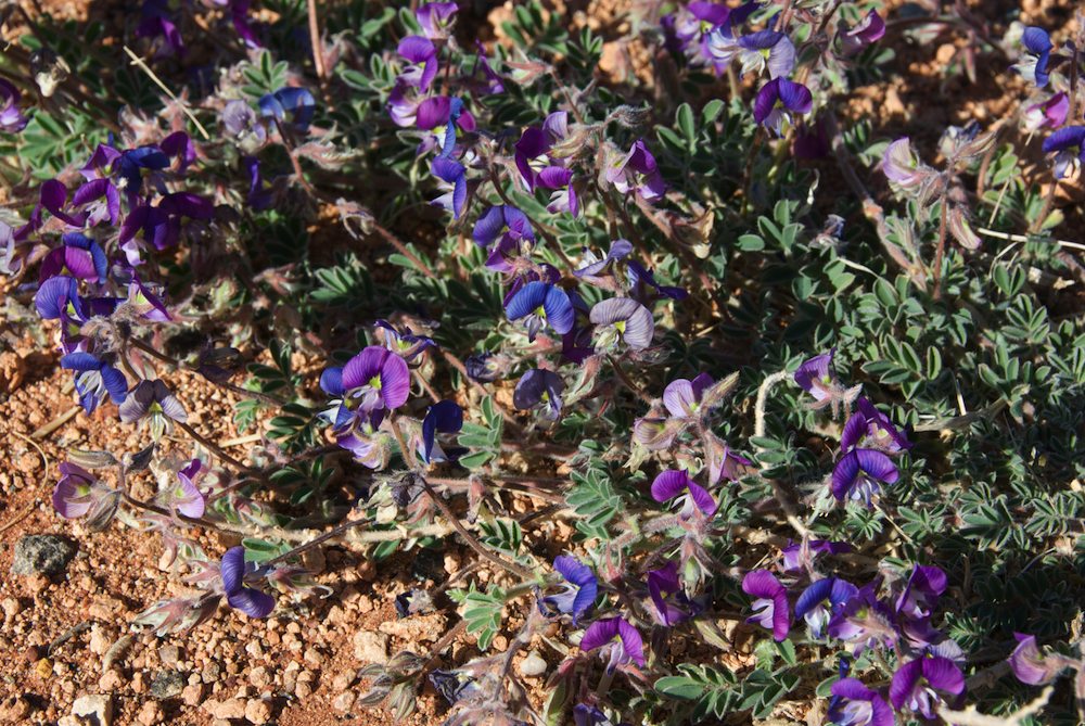 Fabaceae Swainsona burkei