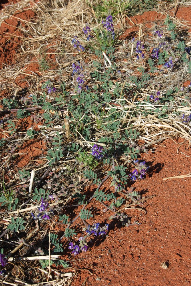 Fabaceae Swainsona burkei