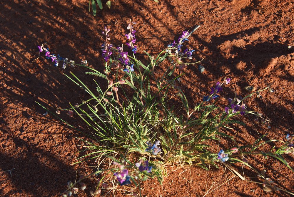 Fabaceae Swainsona microphylla