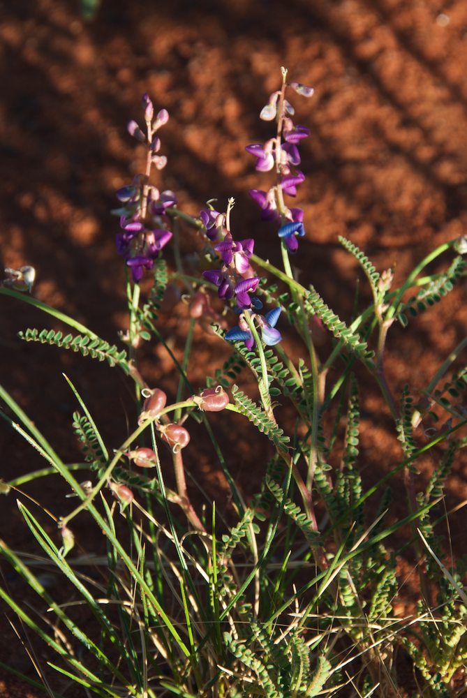 Fabaceae Swainsona microphylla