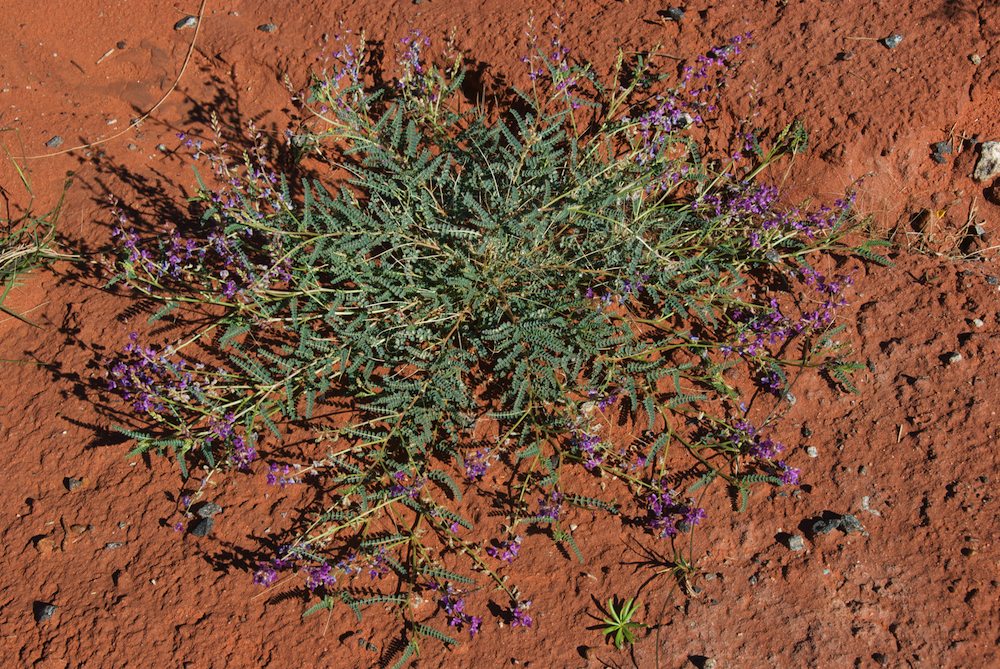 Fabaceae Swainsona microphylla