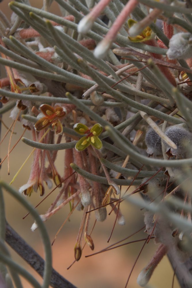 Loranthaceae Amyema gibberula