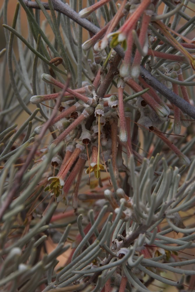 Loranthaceae Amyema gibberula